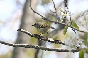 Kinglet, Ruby-crowned, 2025-05037239 Parker River NWR, MA